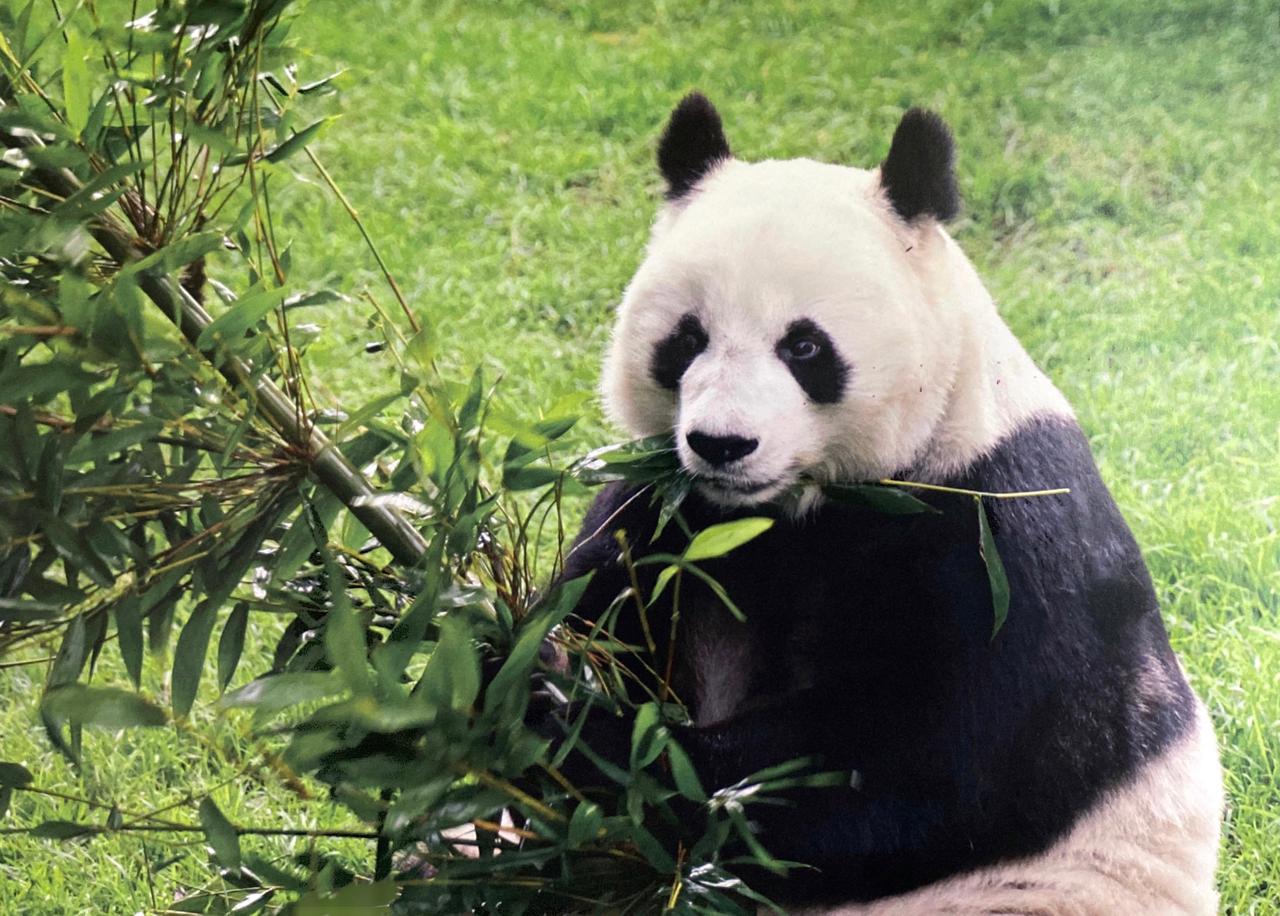 China recupera tres pandas gigantes de zoológico de EEUU