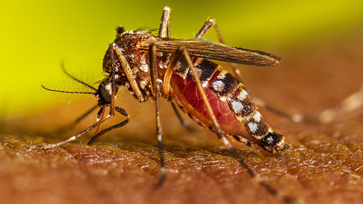 Mueren dos menores por dengue en Veracruz
