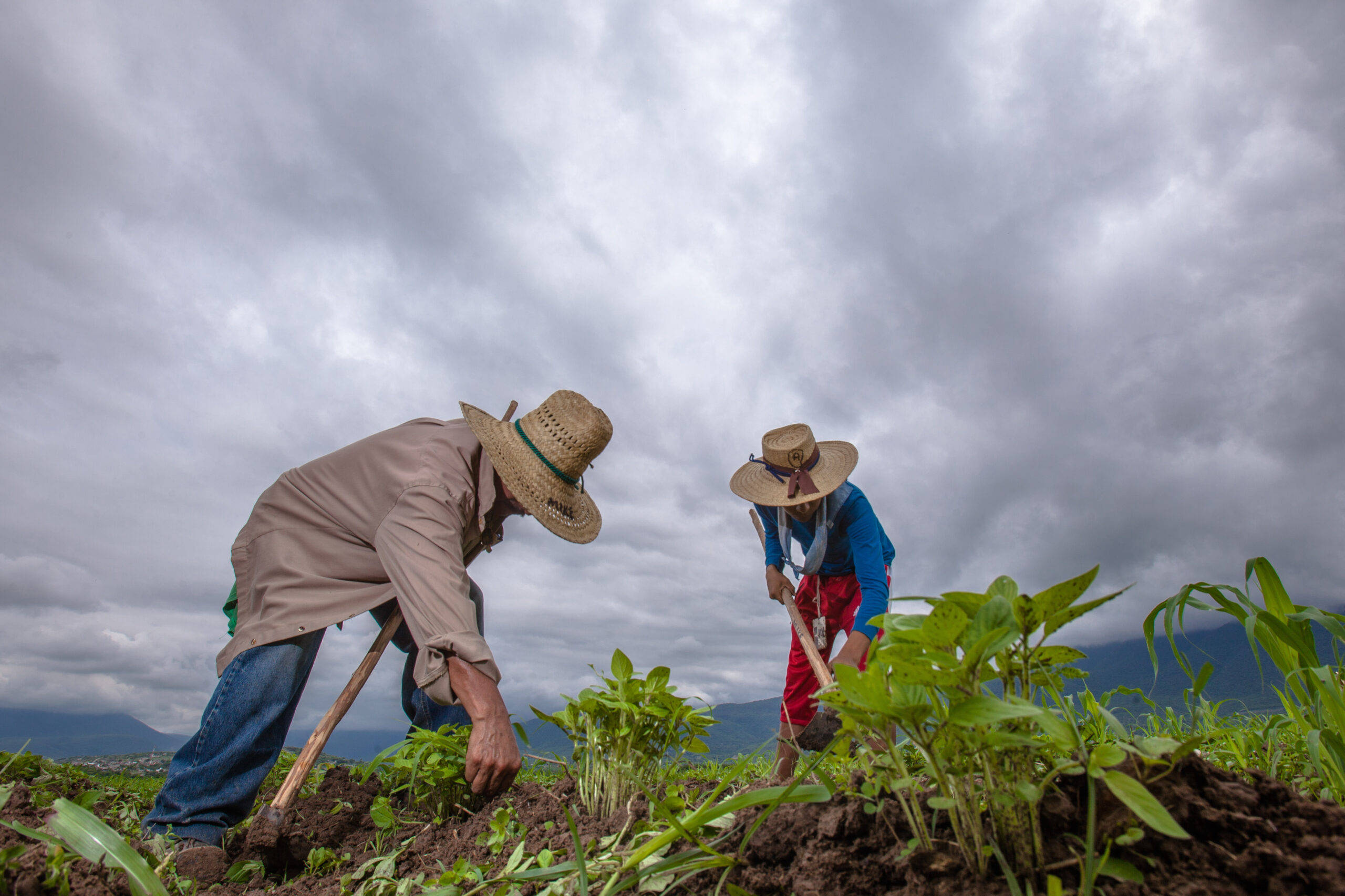 Al igual que en otros estados, en Veracruz hay campesinos que han padecido a la delincuencia con el llamado cobro de piso, principalmente en el norte y sur.