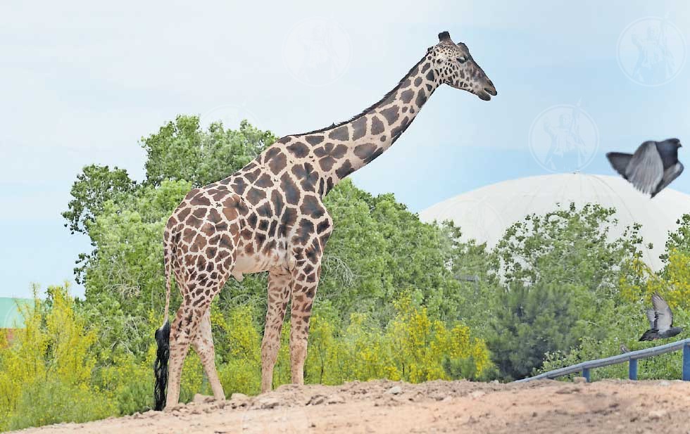 La jirafa 'Benito' será traslada de Ciudad Juárez, Chihuahua, a Africam Safari en Puebla por vía terrestre, sin anestesia, en un contenedor especial.