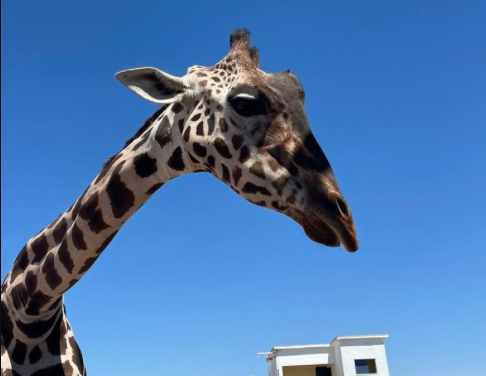 "Benito", la jirafa que se encontraba en el parque central de Ciudad Juárez fue asegurada por la Profepa, por no recibir los cuidados necesarios.