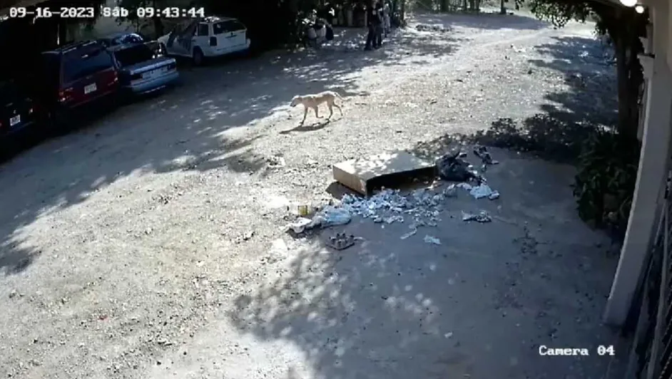 Por lo menos 12 perros y 2 gatos han sido localizados sin vida en la playa de El Maviri, en el municipio de Ahome, Sinaloa presuntamente envenenados.