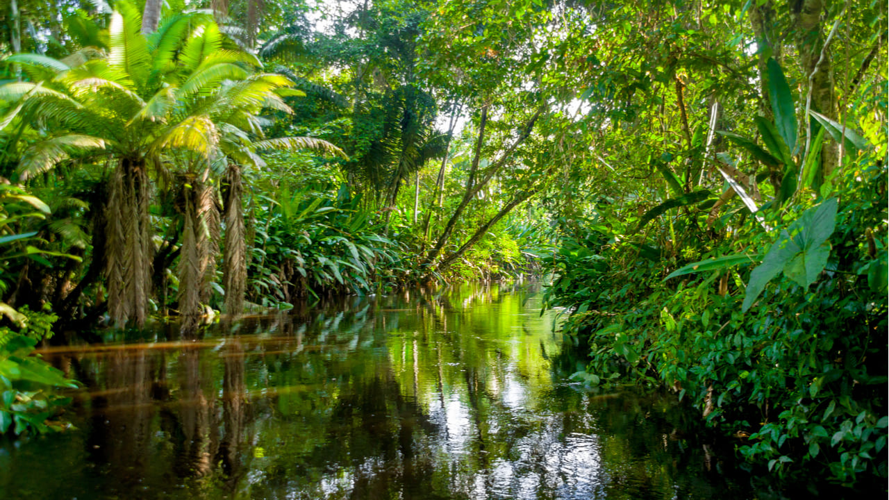 Durante 2023, la deforestación en la selva amazónica de Brasil se redujo a la mitad con respecto al año anterior y alcanzó su nivel más bajo desde 2018.