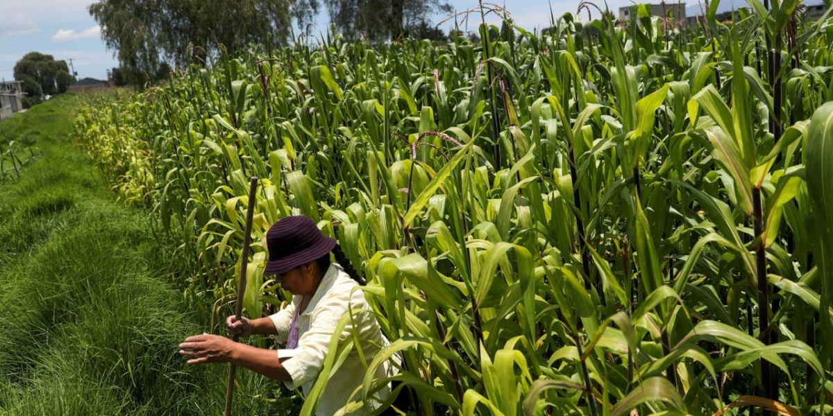 Gracias a los trabajos sociales en el campo se proyecta una producción de 800 mil toneladas de maíz este año e incrementar la elaboración de café y cacao.