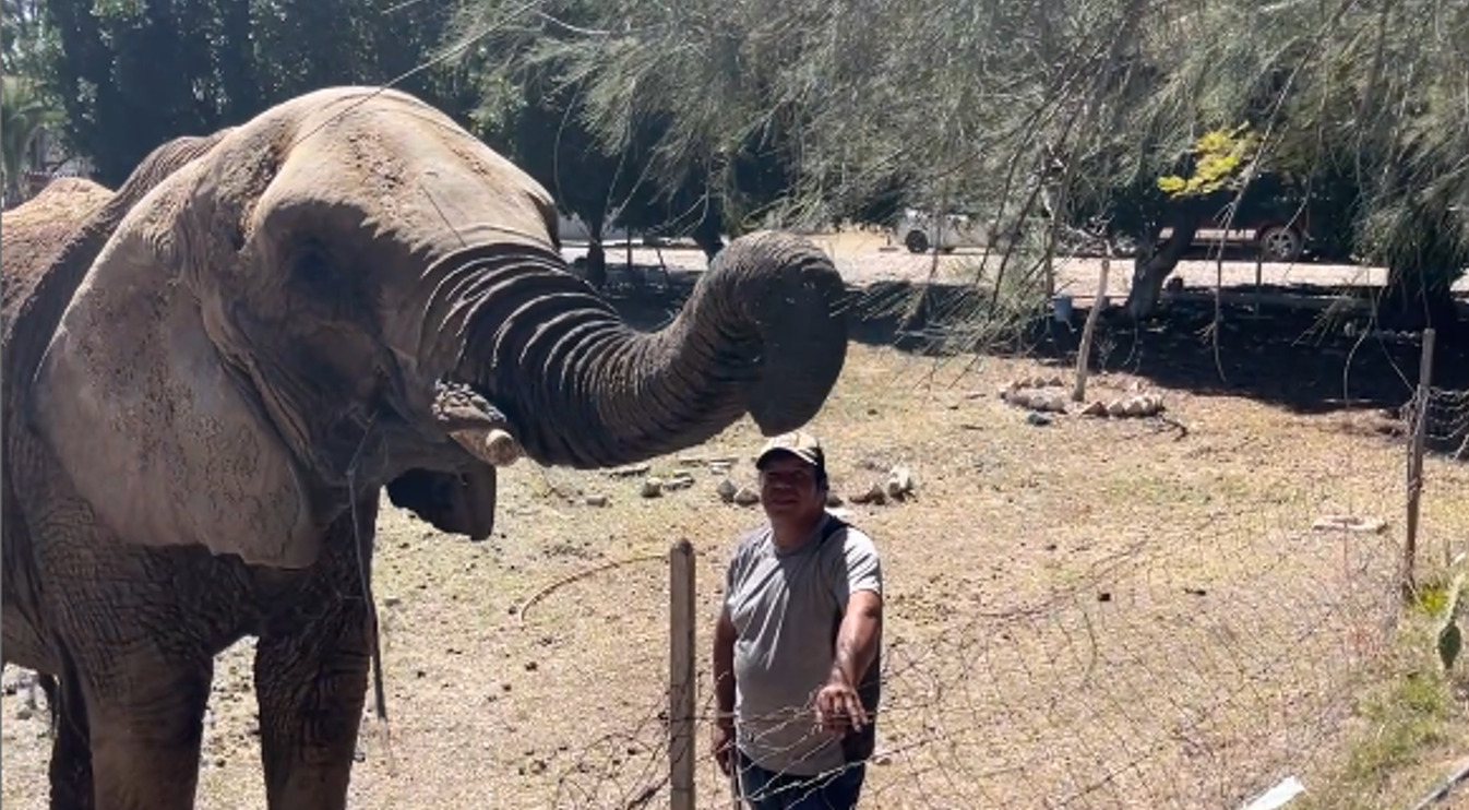 Zoológico de León se hará cargo del cuidado de la Elefanta Ani