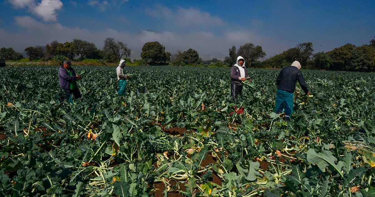 Inicia formalmente el Ciclo Agrícola 2024 en Chihuahua