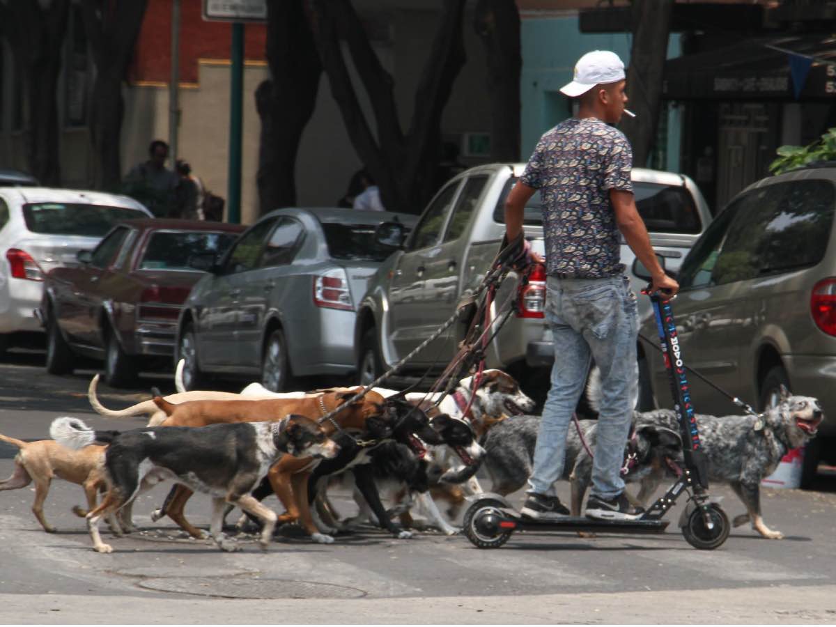 PVEM impulsa iniciativa para regular a paseadores de perros en la CDMX