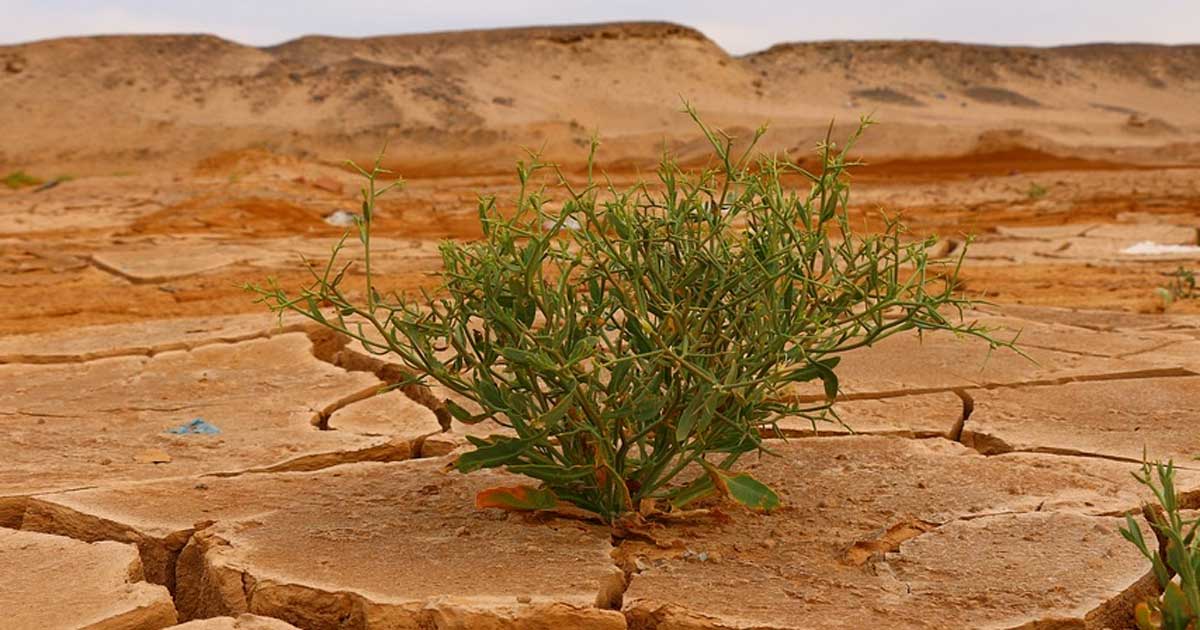 Daño ambiental cuesta 38 billones de dólares