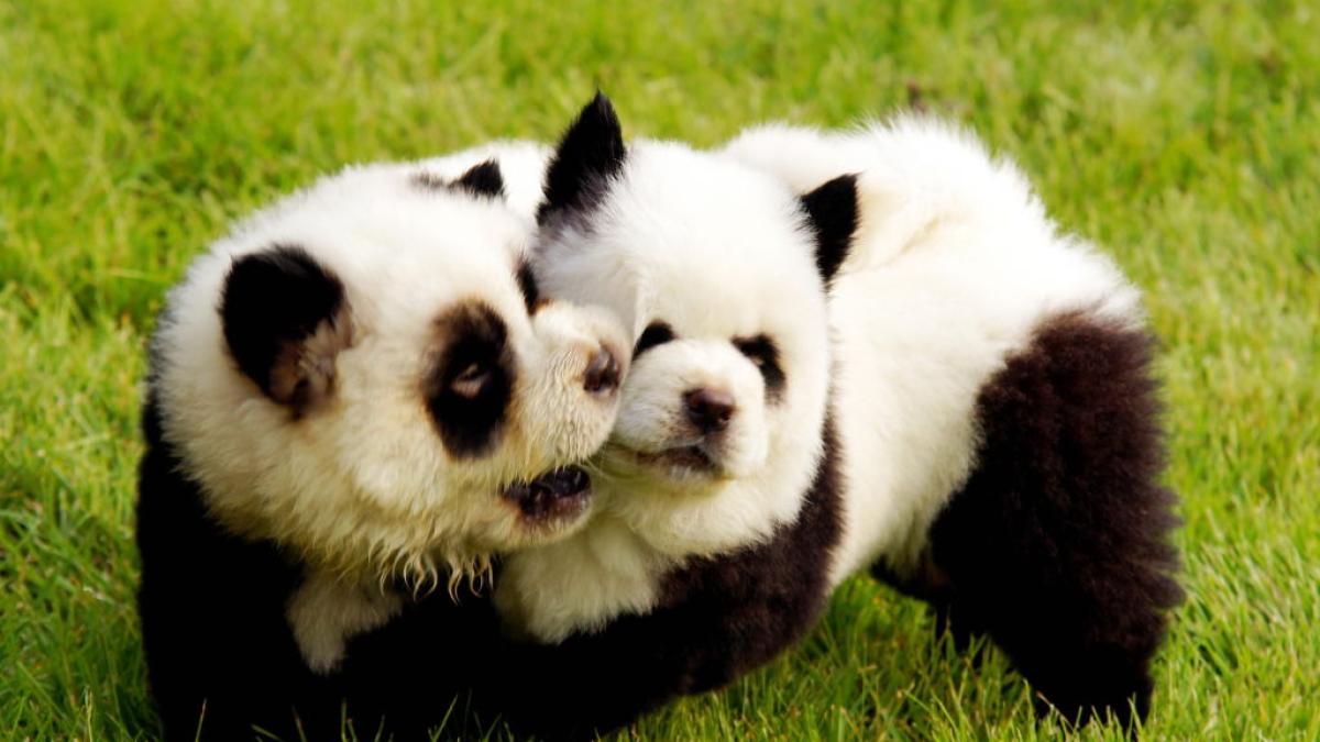 Zoo chino pinta perros como osos pandas para "atraer visitas"