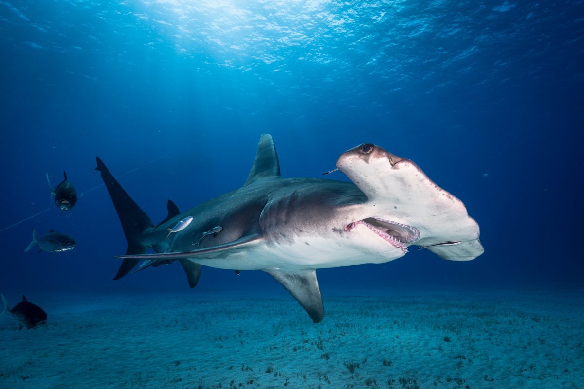 Hallan posible ‘guardería’ de tiburones martillo en Islas Galápagos