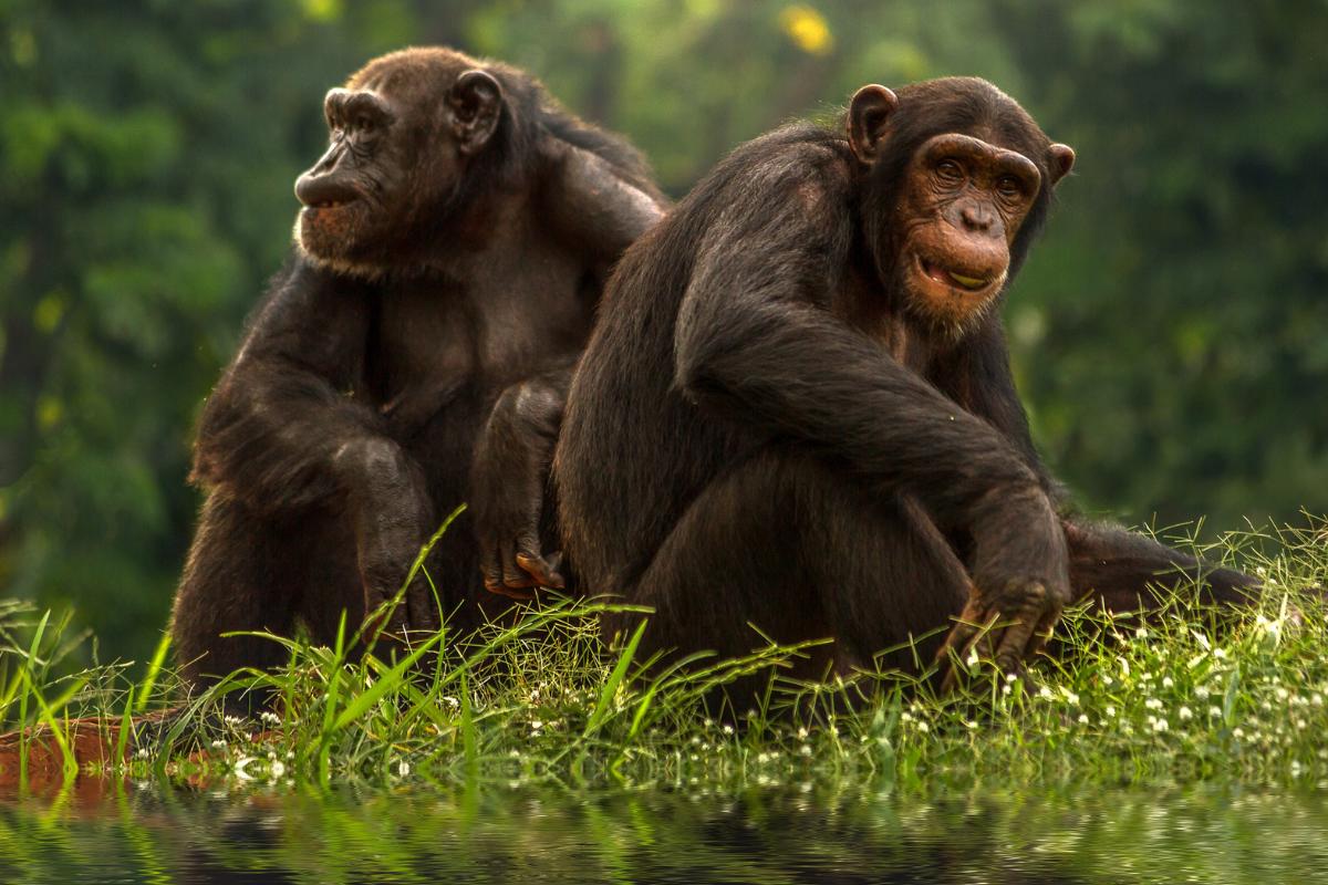 Los chimpancés se automedican con plantas medicinales del bosque