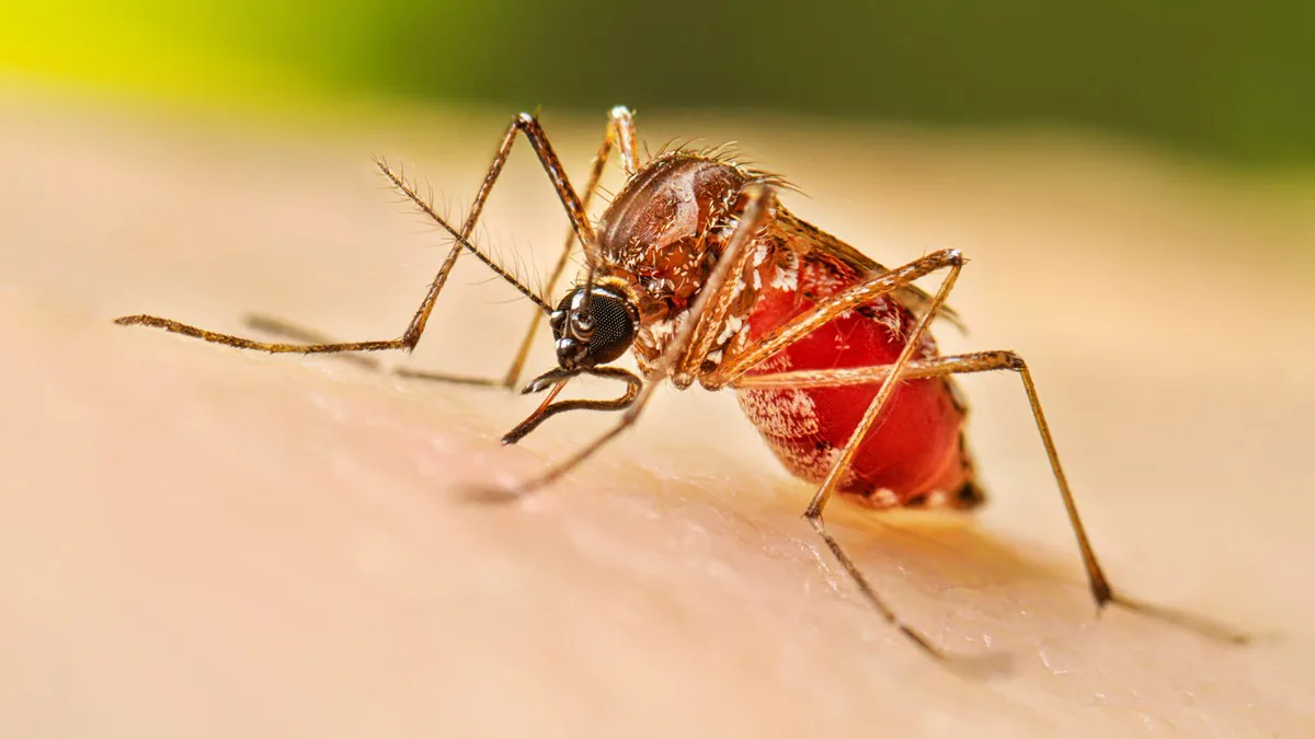 Acumulado de 1,178 casos de dengue en 27 estados sin defunciones reportadas