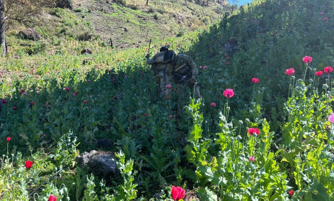 Erradicación de plantíos de amapola en Nayarit por la Secretaría de Marina
