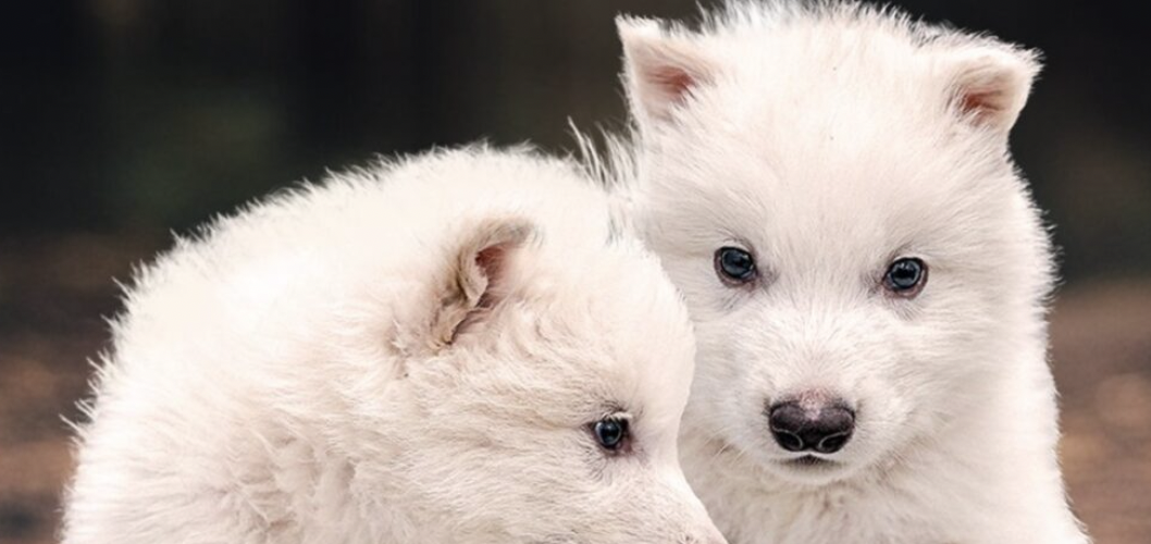 Gracias a la tecnología de desextinción, nacieron tres cachorros prehistóricos.
